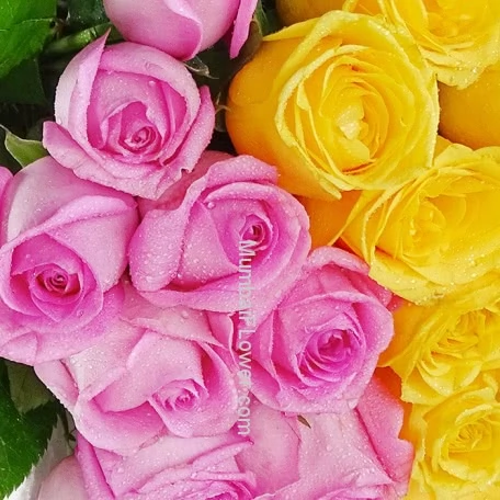 20 Pink and Yellow alternate image 1