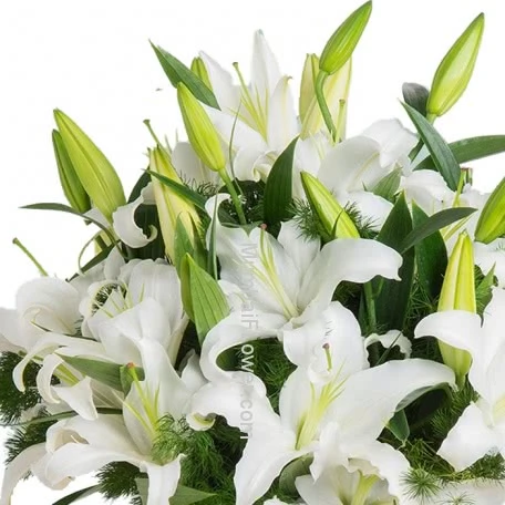 5 White Lilies
