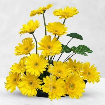 Bright and cheerful is exactly how a recipient of a yellow gerbera bouquet will feel.Arrangement of 20 Yellow Gerberas