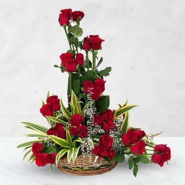 Beautiful Arrangement with 36 stems of Red Roses nicely decorated with greens for your love to express your love feeling. 