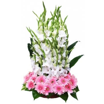 Send this beautifully Arrangement of White 20 Gladioli & Pink 20 Gerberas to your dear ones.     