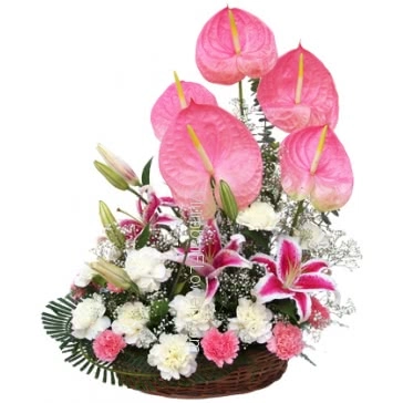  Arrangement of 5 Anthurium and 3 pc Asiatic Pink Lilies and 15 Pink and White Carnations