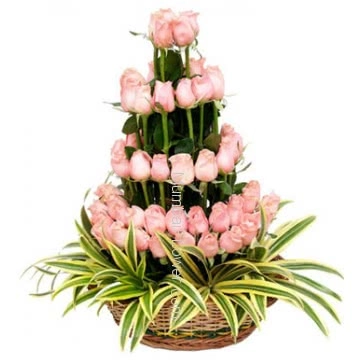 Arrangement of 75 Stems of Pink Roses nicely decorated with Greens.