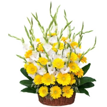 Arrangement of 10 White Glaioli and 30 Yellow Gerberas a smart combination are perfect for warm welcome someone 