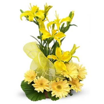 Arrangement of 4 pc Asiatic Yellow Lilies and 10 Yellow Gerberas wonderfully decorated with net and leaves are the best for your best friend