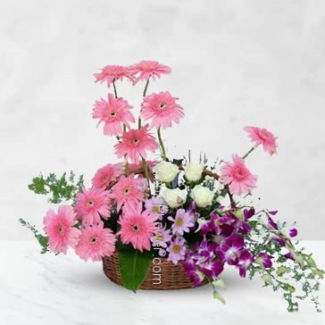 Basket Arrangement of 15 pink gerbras, 10 white roses and 6 purple orchids nicely decorated with greens