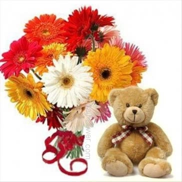 Bunch of 12 Mixed Colored Gerberas with Plastic Cellophane Packing and 15 Inch Teddy 