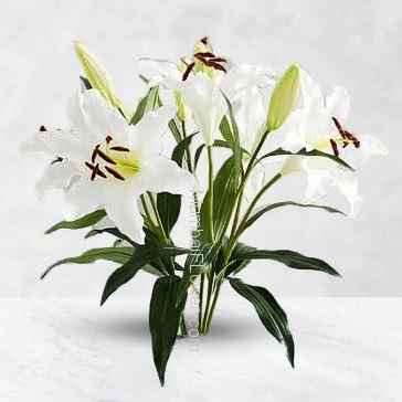 Bunch of 3 PC White Oriental Lilies with Plastic Cellophane Packing
