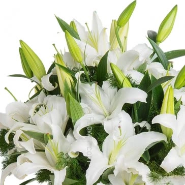 Beautiful Bunch of 5 Stems of Asiatic White Lilies nicely decorated with greens and Ribbons. <br>Note : Vase is not included.