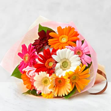 Bunch of 12 Mixed Gerberas nicely decorated with fillers and ribbons