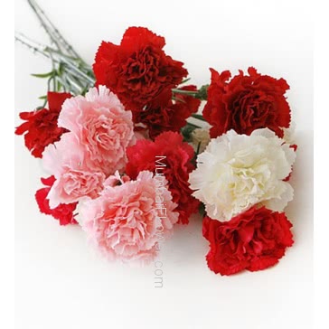 Hand Bunch of 12 Mixed Color Carnations with fillers ribbons and ribbons